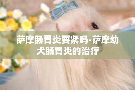薩摩腸胃炎要緊嗎-薩摩幼犬腸胃炎的治療
