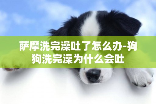 薩摩洗完澡吐了怎么辦-狗狗洗完澡為什么會吐