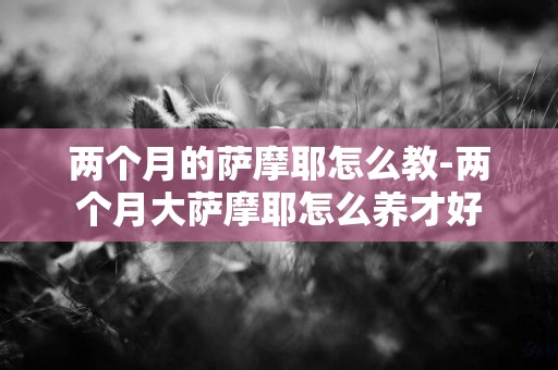 兩個月的薩摩耶怎么教-兩個月大薩摩耶怎么養才好