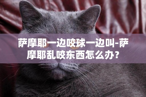 薩摩耶一邊咬球一邊叫-薩摩耶亂咬東西怎么辦？