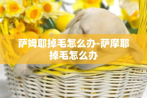 薩姆耶掉毛怎么辦-薩摩耶掉毛怎么辦