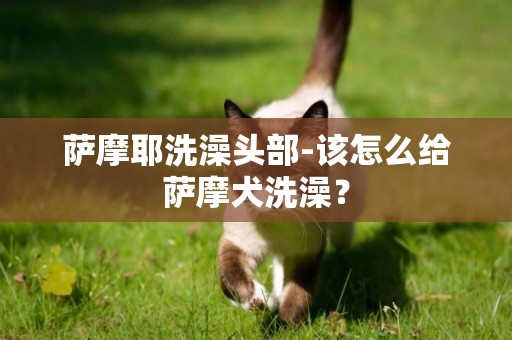 薩摩耶洗澡頭部-該怎么給薩摩犬洗澡？