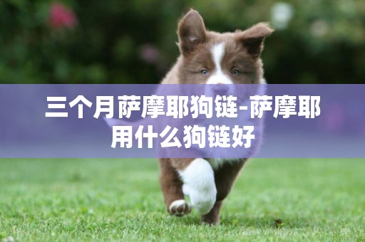 三個月薩摩耶狗鏈-薩摩耶用什么狗鏈好