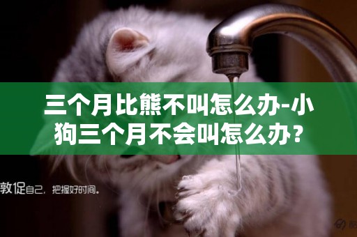 三個月比熊不叫怎么辦-小狗三個月不會叫怎么辦？