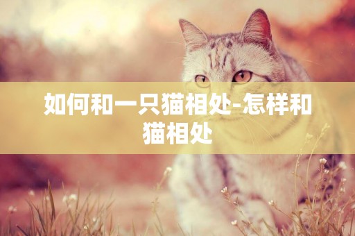 如何和一只貓相處-怎樣和貓相處