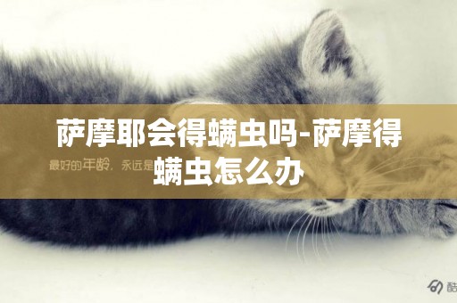 薩摩耶會得螨蟲嗎-薩摩得螨蟲怎么辦