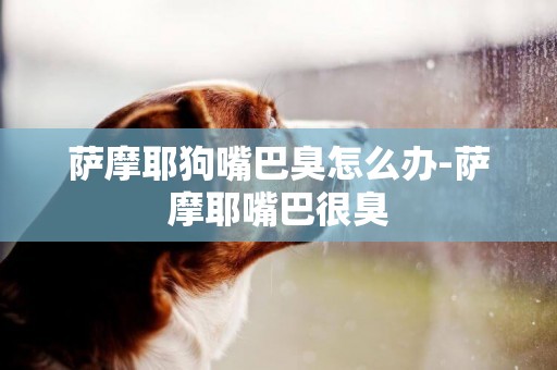 薩摩耶狗嘴巴臭怎么辦-薩摩耶嘴巴很臭