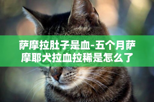 薩摩拉肚子是血-五個月薩摩耶犬拉血拉稀是怎么了