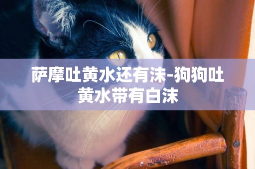 薩摩吐黃水還有沫-狗狗吐黃水帶有白沫