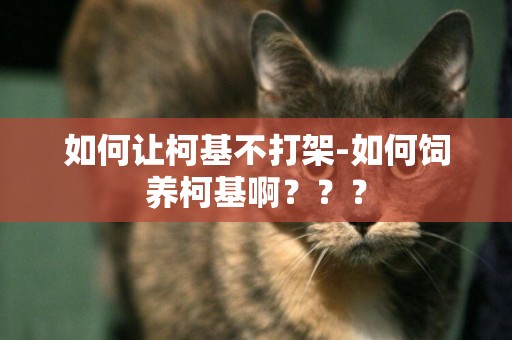 如何讓柯基不打架-如何飼養柯基啊？？？