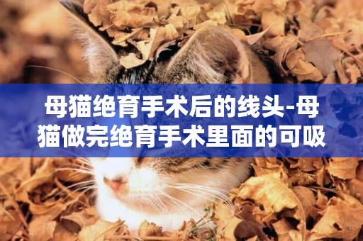 母貓絕育手術后的線頭-母貓做完絕育手術里面的可吸收線斷開了