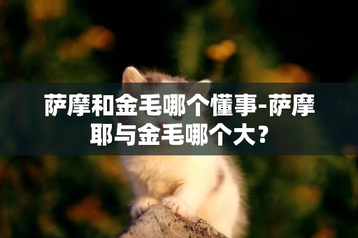 薩摩和金毛哪個懂事-薩摩耶與金毛哪個大？