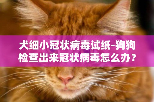 犬細小冠狀病毒試紙-狗狗檢查出來冠狀病毒怎么辦？