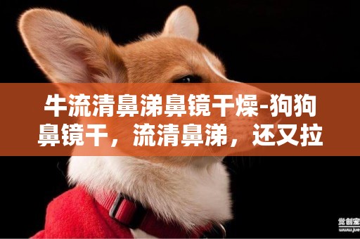 牛流清鼻涕鼻鏡干燥-狗狗鼻鏡干，流清鼻涕，還又拉又吐，拉的和吐的一個顏色？什么情況啊