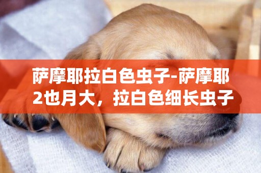 薩摩耶拉白色蟲子-薩摩耶 2也月大，拉白色細長蟲子。求解