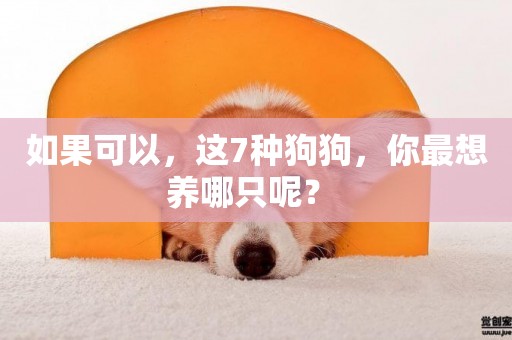 如果可以，這7種狗狗，你最想養哪只呢？ 