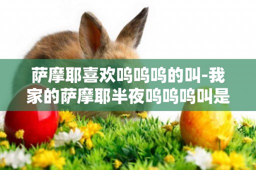 薩摩耶喜歡嗚嗚嗚的叫-我家的薩摩耶半夜嗚嗚嗚叫是怎么了