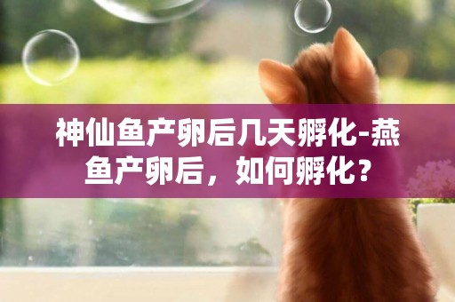 神仙魚產卵后幾天孵化-燕魚產卵后，如何孵化？
