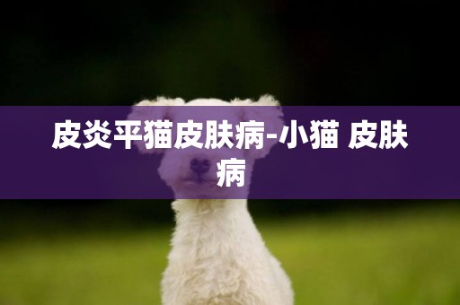 皮炎平貓皮膚病-小貓 皮膚病