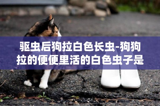 驅蟲后狗拉白色長蟲-狗狗拉的便便里活的白色蟲子是什么呀