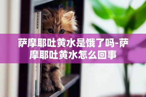 薩摩耶吐黃水是餓了嗎-薩摩耶吐黃水怎么回事