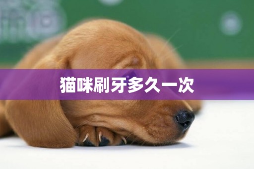 貓咪刷牙多久一次