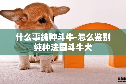 什么事純種斗牛-怎么鑒別純種法國斗牛犬