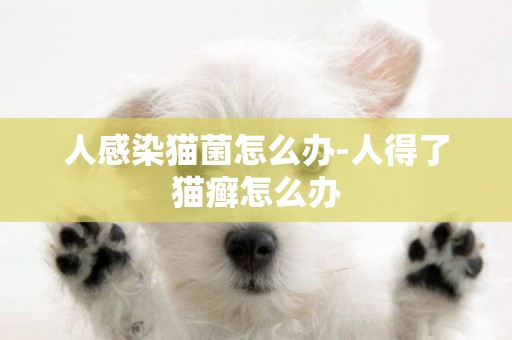 人感染貓菌怎么辦-人得了貓癬怎么辦