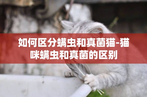 如何區分螨蟲和真菌貓-貓咪螨蟲和真菌的區別