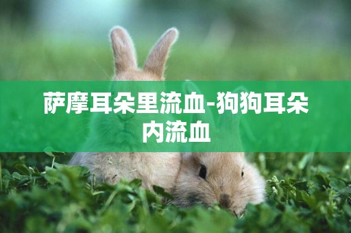 薩摩耳朵里流血-狗狗耳朵內流血
