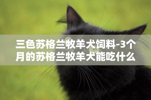 三色蘇格蘭牧羊犬飼料-3個月的蘇格蘭牧羊犬能吃什么呢？？