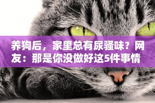 養狗后，家里總有尿騷味？網友：那是你沒做好這5件事情 
