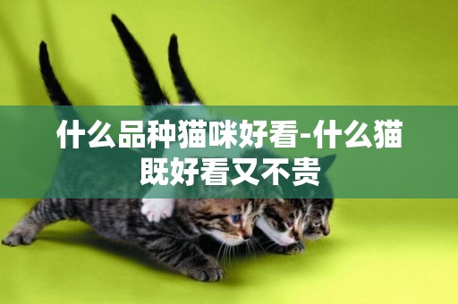 什么品種貓咪好看-什么貓既好看又不貴