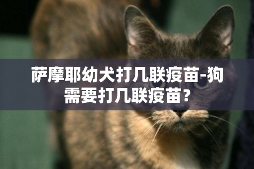 薩摩耶幼犬打幾聯疫苗-狗需要打幾聯疫苗？