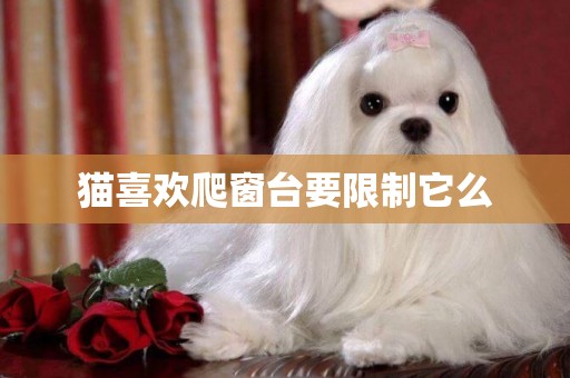 貓喜歡爬窗臺要限制它么