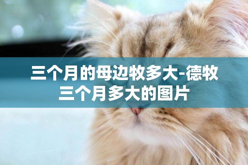 三個月的母邊牧多大-德牧三個月多大的圖片