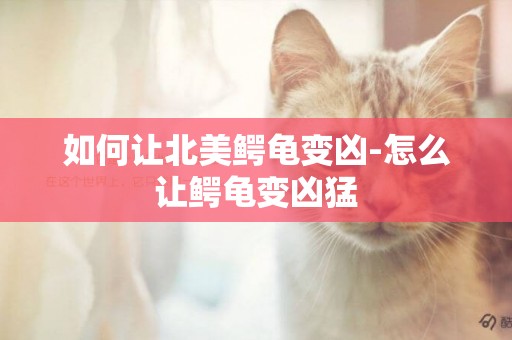 如何讓北美鱷龜變兇-怎么讓鱷龜變兇猛