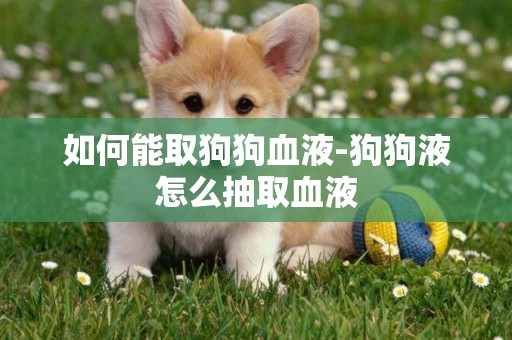如何能取狗狗血液-狗狗液怎么抽取血液