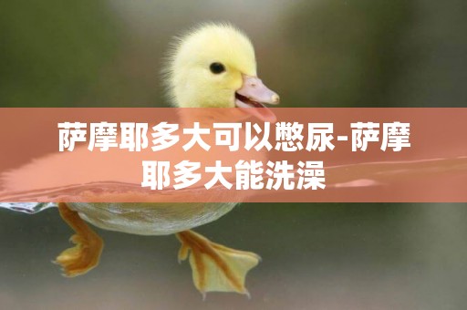 薩摩耶多大可以憋尿-薩摩耶多大能洗澡