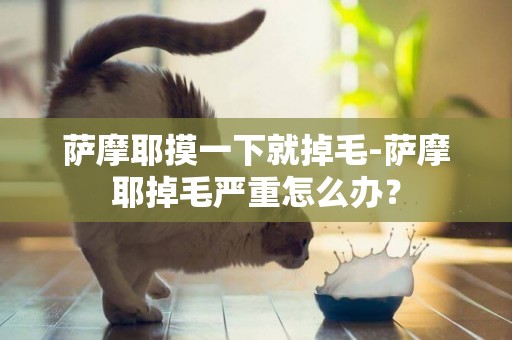 薩摩耶摸一下就掉毛-薩摩耶掉毛嚴重怎么辦？