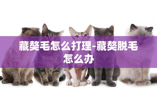 藏獒毛怎么打理-藏獒脫毛怎么辦