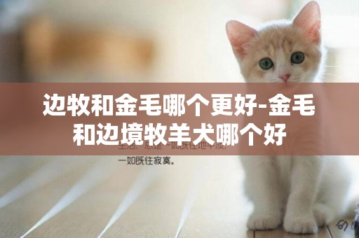 邊牧和金毛哪個更好-金毛和邊境牧羊犬哪個好