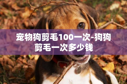 寵物狗剪毛100一次-狗狗剪毛一次多少錢