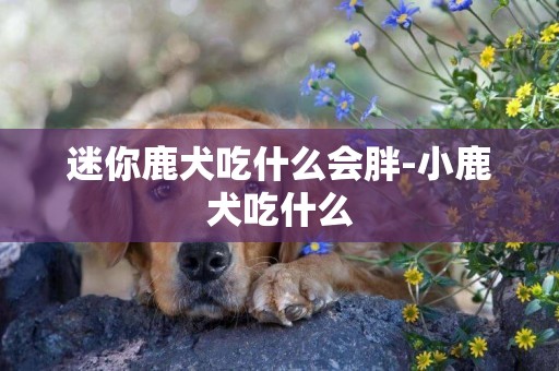 迷你鹿犬吃什么會胖-小鹿犬吃什么
