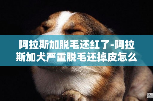 阿拉斯加脫毛還紅了-阿拉斯加犬嚴重脫毛還掉皮怎么回事