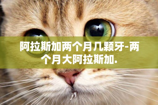 阿拉斯加兩個月幾顆牙-兩個月大阿拉斯加.