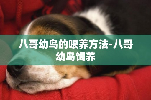 八哥幼鳥的喂養方法-八哥幼鳥飼養