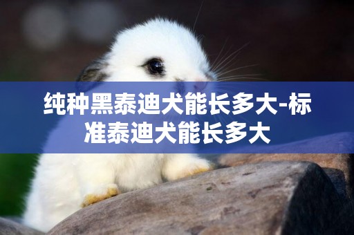 純種黑泰迪犬能長多大-標準泰迪犬能長多大