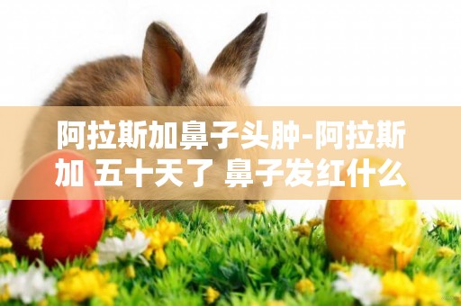 阿拉斯加鼻子頭腫-阿拉斯加 五十天了 鼻子發紅什么原因
