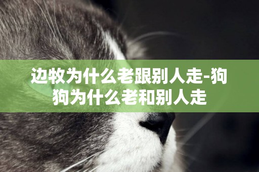 邊牧為什么老跟別人走-狗狗為什么老和別人走